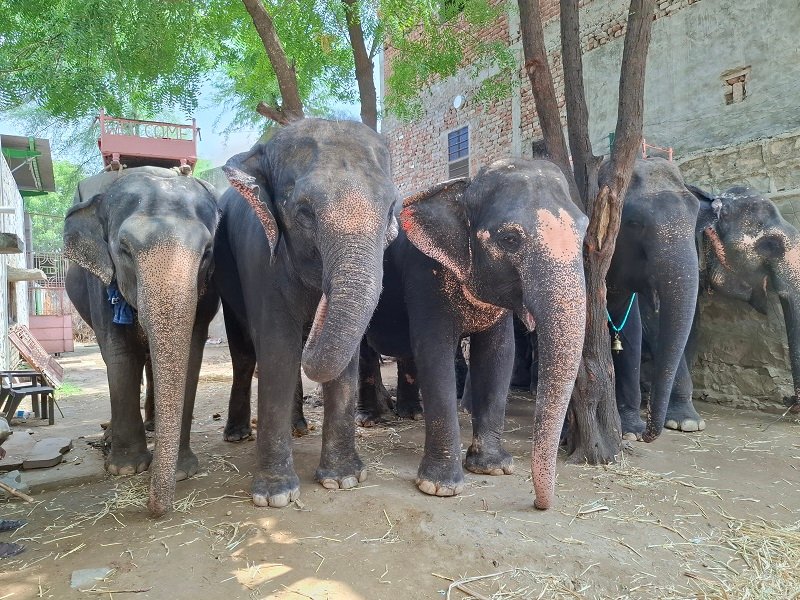 37138 Elephants Haathi Gaon Jaipur GbInZy